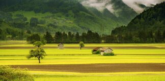 W jakim języku mówi się w Szwajcarii?