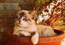 Co to znaczy że ktoś śpi w nogach? Co to znaczy że ktoś śpi w nogach?