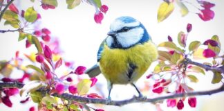 Jaki ser żółty dobrze się topi? Jaki ser żółty dobrze się topi?