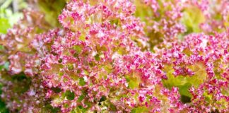 Jak często zmienia się pościeli w hotelu? Jak często zmienia się pościeli w hotelu?