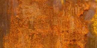 Która sałata ma najwięcej żelaza? Która sałata ma najwięcej żelaza?