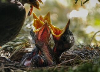 W jakich pozycjach karmić dziecko?