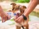 Co zrobić żeby psu nie było zimno w budzie?