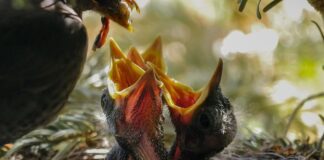 Jak długo można karmić przez kapturki? Jak długo można karmić przez kapturki?