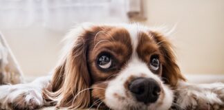 Jak nauczyć psa targetu?