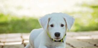 Jak długo dziennie można nosić kołnierz ortopedyczny? Jak długo dziennie można nosić kołnierz ortopedyczny?