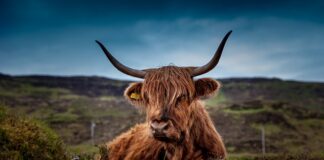 Jak po angielsku nazywa się krowa?