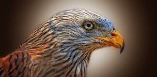 Z czego najlepiej zrobić latawiec? Z czego najlepiej zrobić latawiec?