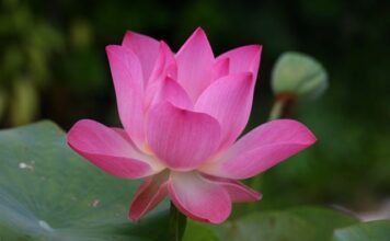 Jak się mówi po angielsku Golf?