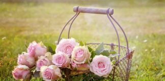 Jaki kosz na kierownicę? Jaki kosz na kierownicę?