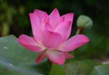 Jak się mówi po angielsku rakieta?