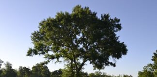 Czy trzeba mieć kapok? Czy trzeba mieć kapok?