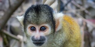 Co to jest tzw Pipę? Co to jest tzw Pipę?