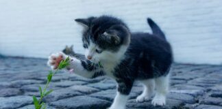 Jak zakładać skarpety narciarskie?