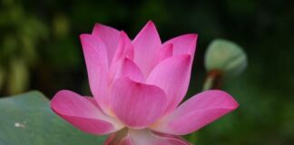 Jak się mówi po angielsku pociąg? Jak się mówi po angielsku pociąg?