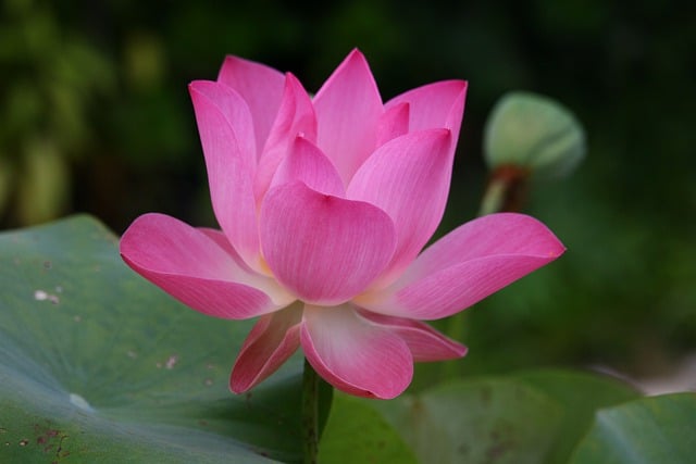 Jak się mówi po angielsku jojo? Jak się mówi po angielsku jojo?