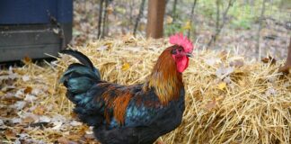 Kiedy jest faul w ataku w koszykówce?